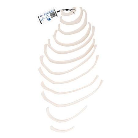 3B SCIENTIFIC Ribs - w/ 3B Smart Anatomy 1000137